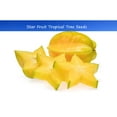 thumbnail image 3 of Tropical Seeds -Starfruit Tree -10 Heirloom Seeds See Listing -AVERRHOA carambola, 3 of 6
