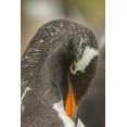 thumbnail image 2 of Illg, Cathy and Gordon 17x24 Black Ornate Wood Framed with Double Matting Museum Art Print Titled - Bleaker Island Gentoo penguin adult preening, 2 of 4