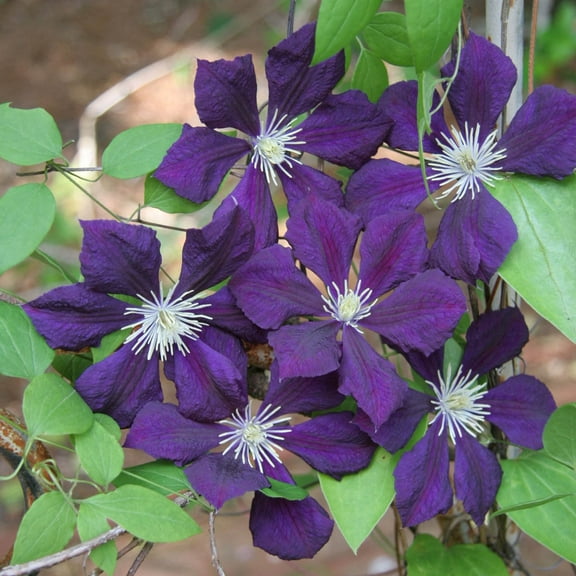 Etoile Violette Clematis Vine, Bare Root Starter Perennial Plant (1-Pack)