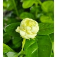 thumbnail image 6 of Jasmine Sambac "Grand Duke of Tuscany" 4 inch pot, 6 of 7
