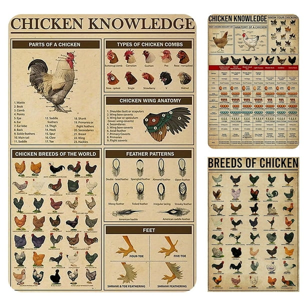 Placa Metal Vintage Pollo Artística Pintura Hierro Rectangular 30x40cm 3 Uds.