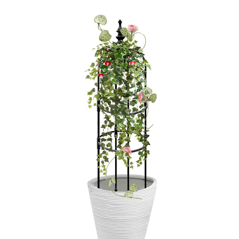 Climbing Plants That Live In Pots