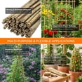 thumbnail image 3 of Backyard X-Scapes 48" Plant Support Bamboo Garden Stakes Natural (25 Pieces), 3 of 7