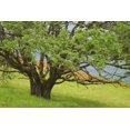 thumbnail image 2 of Paulson, Don 32x23 Gold Ornate Wood Framed with Double Matting Museum Art Print Titled - California, Redwood NP Oak tree in alpine meadow, 2 of 4