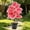Pink 18, variant on Gallickan Artificial Pink Plant Potted Alocasia 12 Leaves PVC Fake Tropical with Pot for Home Office Desk Decor