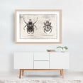 thumbnail image 4 of Ornate Goliath- Trichogomphus Martabani - Drawing Vintage Botanical Black and White Nature Line Art Unframed Wall Art Print 5 x 7 inches, 4 of 7