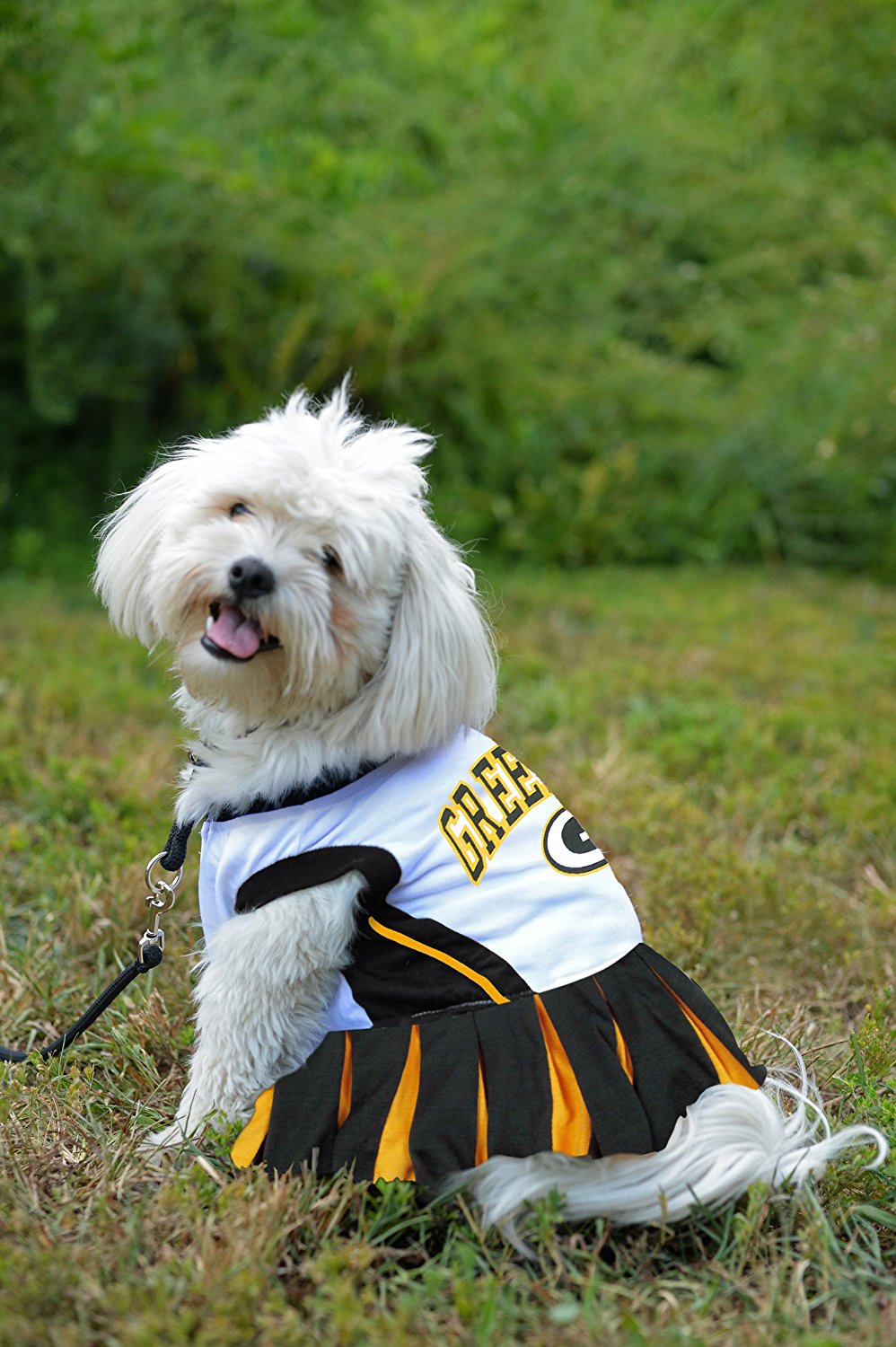 Rat Terrier Daisy in Green Bay Packers cheerleader tutu dress I