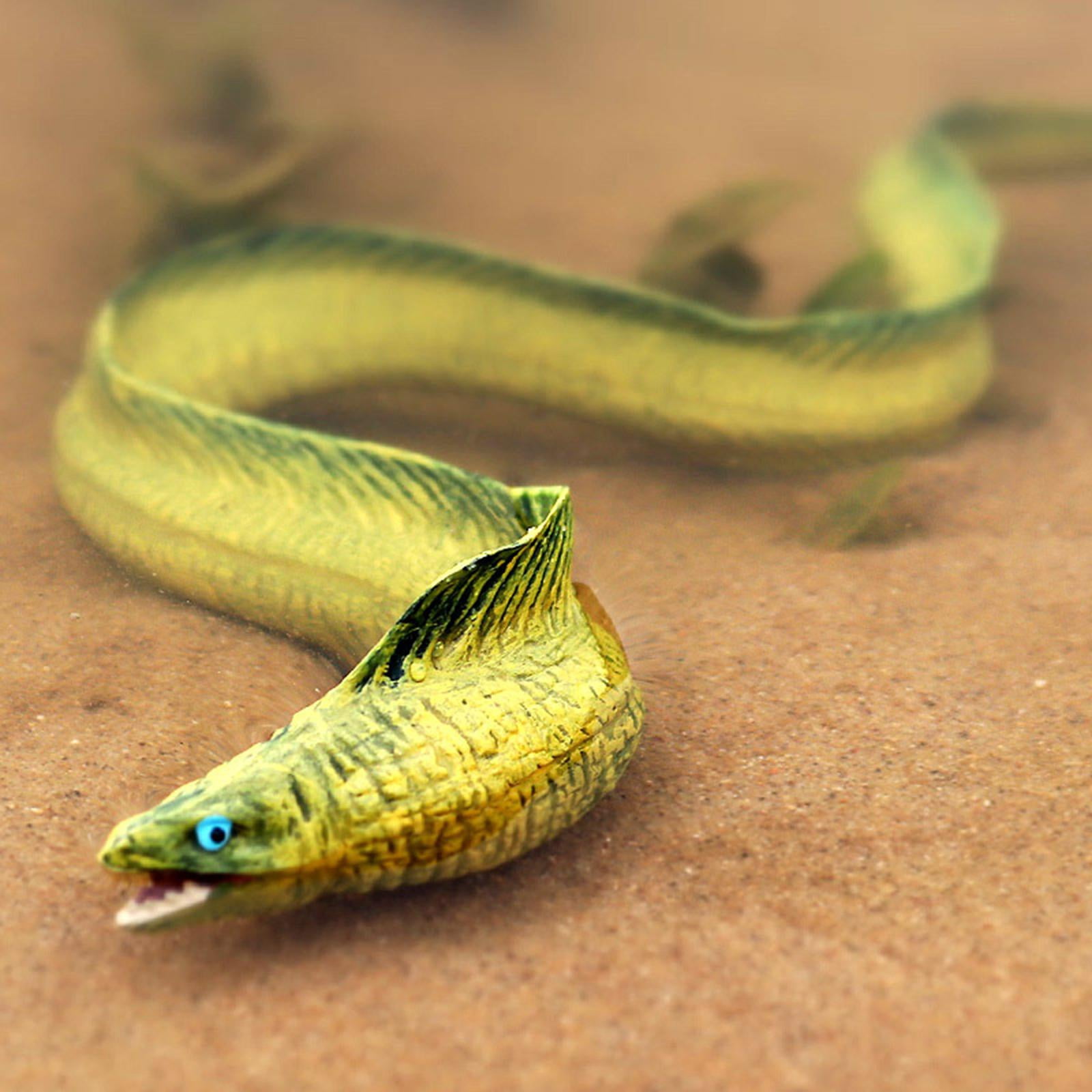 Figura Realista De Anguila Morena De PP – 22,5 Cm, Juguete Educativo Y Decorativo Para Niños