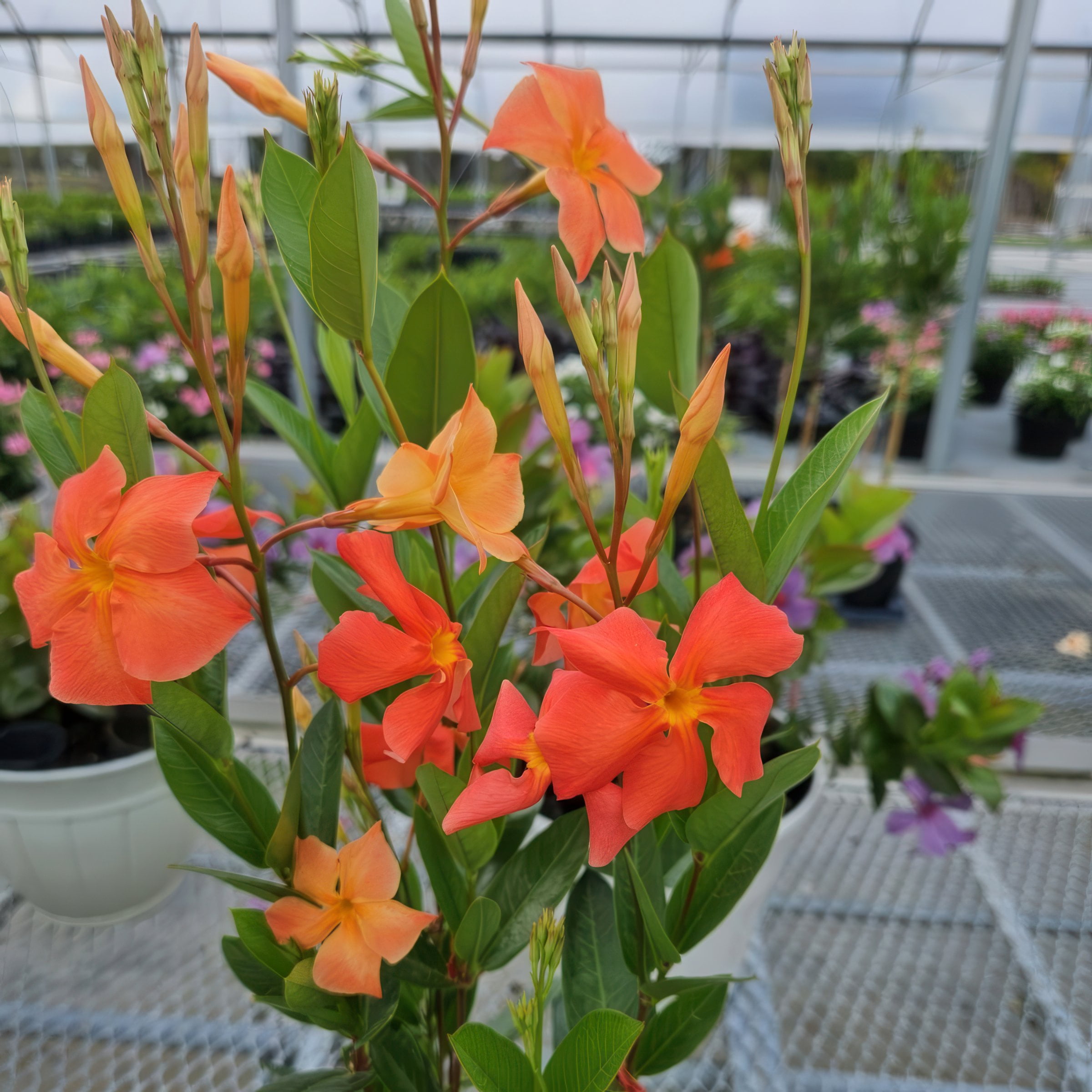 4 in. Mandevilla FiredUp Orange Live Annual Plant with Orange Flowers (3-Pack)