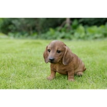 Brown Dachshund Sitting Statue