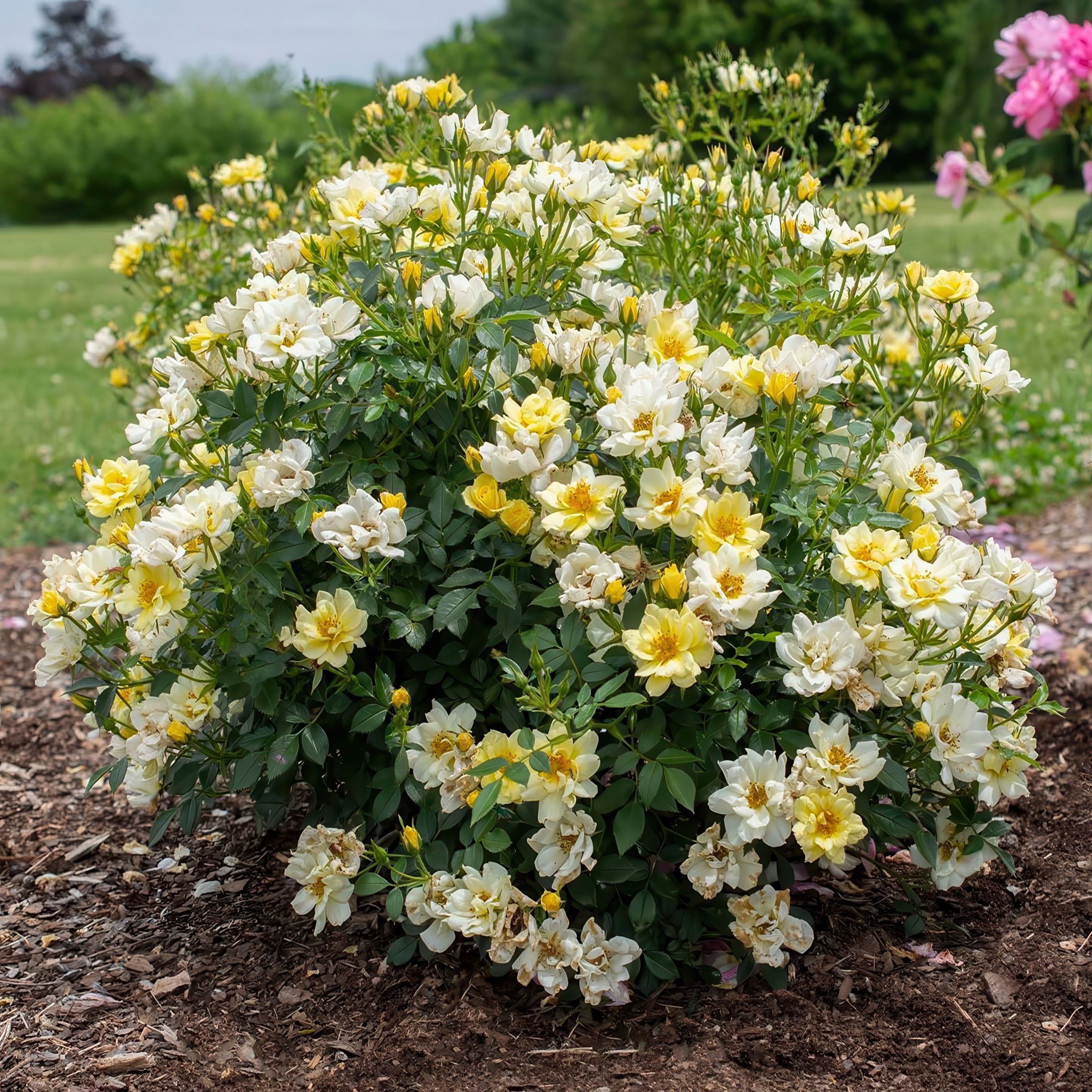 National Plant Network 3 gal. Drift Rose Lemon