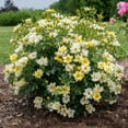 thumbnail image 3 of National Plant Network 3 gal. Drift Rose Lemon, 3 of 10