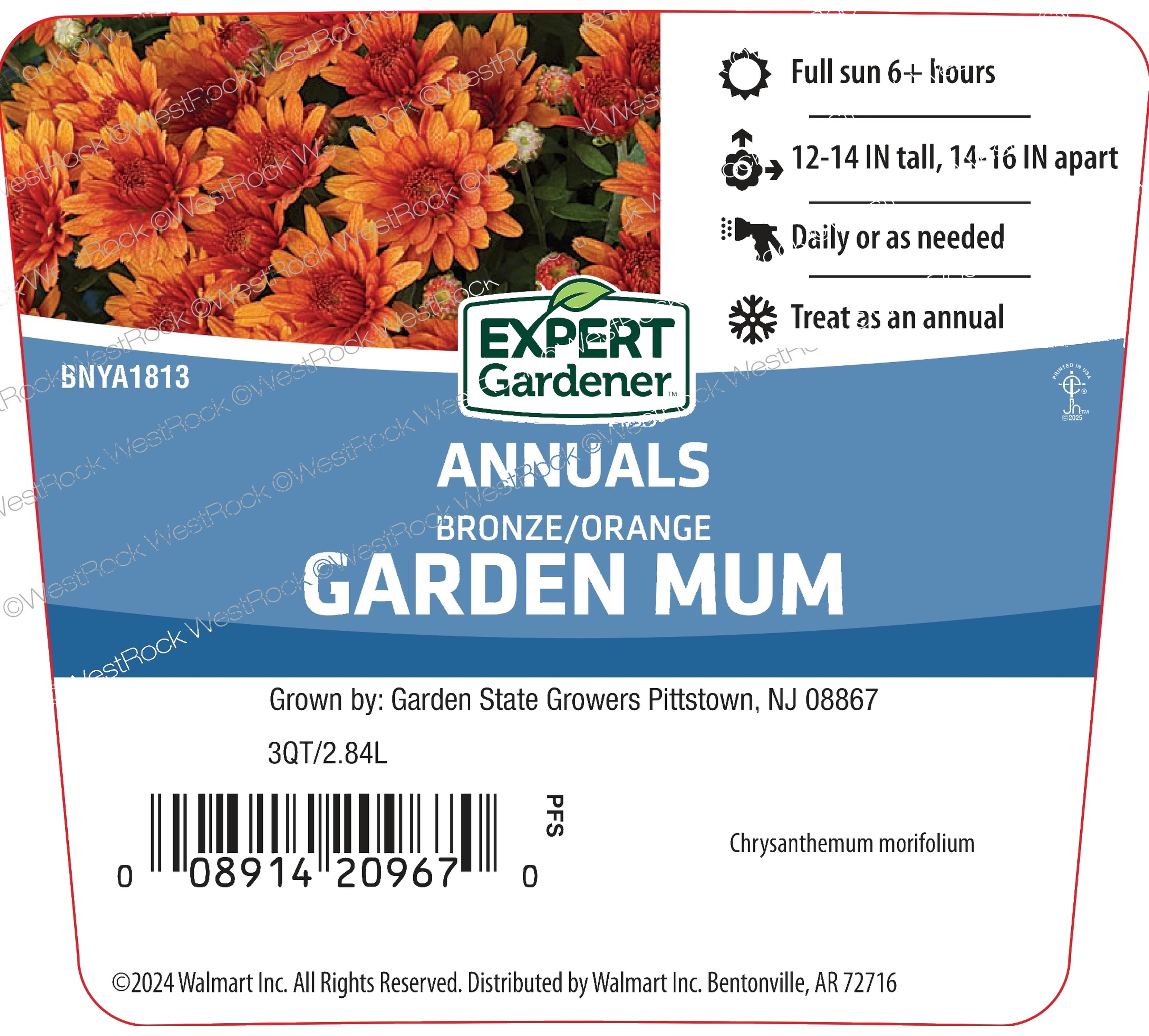 Expert Gardener 3.0QT Orange Mum Live Plant in Grower Pot