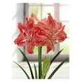 thumbnail image 1 of BULBES TASC AMARYLLIS LADY JANE - 1 BULBE, 1 of 1