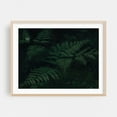 thumbnail image 2 of Whisper of the Ferns - Photography Botanical Nature Forest Woodland Minimalist Floral Wilderness Unframed Wall Art Print 11 x 14 inches, 2 of 4