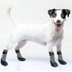 thumbnail image 4 of Dog Socks Rubber Sole Paw Protectors With Velcro Straps Traction Control, 4 of 5