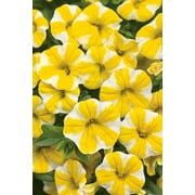 Angle View: 4-Pack, 4.25 in. Grande Superbells Lemon Slice (Calibrachoa) Live Plant, Yellow and White Flowers