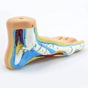 Foot Anatomical Model, Human Anatomical Foot Model, Normal Flat Arched Foot Model with Muscles, Ligaments
