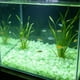 thumbnail image 1 of Pequeñas piedras romboidales que brillan en la oscuridad para sustrato de jardín y acuario: piedras fluorescentes luminosas para decoración nocturna, paisajismo acuático y detalles de caminos., 1 of 6