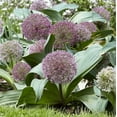 thumbnail image 2 of Red Giant Allium Flower Bulb - Attracts Butterflies and Hummingbirds - Deer Resistant - Perennializing - Easy to Grow Live Plants - Outdoor Garden, 2 of 4