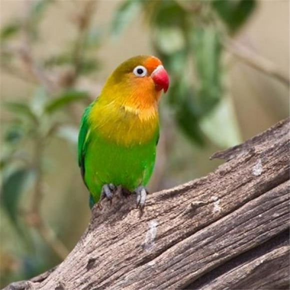 Danita Delimont PDDAF45RBE0355 Fischers Lovebird Tropical Bird Tanzania Poster Print by Ralph H. Bendjebar, 34 x 34