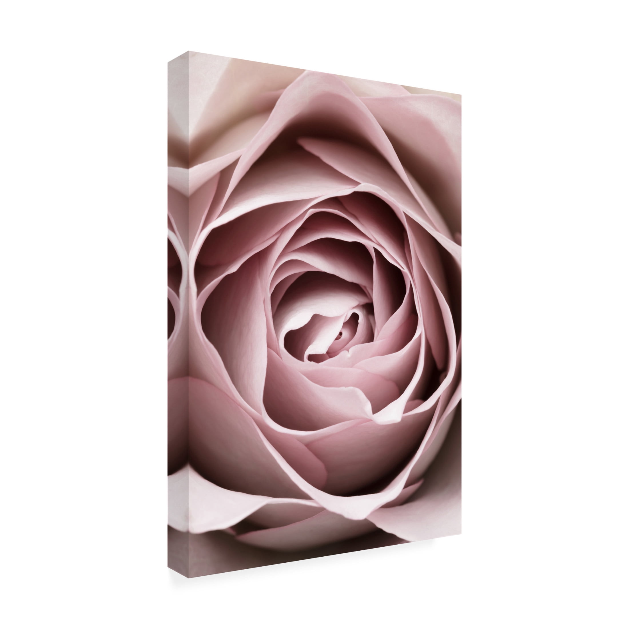 Trademark Fine Art Pictufy Studio Pink Rose No 04 Canvas Wall Art