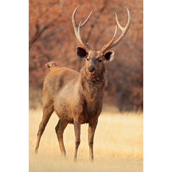 Sambar Stag in Dry Grassland, Ranthambhor National Park, India Poster Print by Jagdeep Rajput (24 x 36)