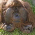 thumbnail image 2 of Paulson, Don 15x15 Gold Ornate Wood Framed with Double Matting Museum Art Print Titled - Washington, Seattle Close-up of male orangutan, 2 of 4