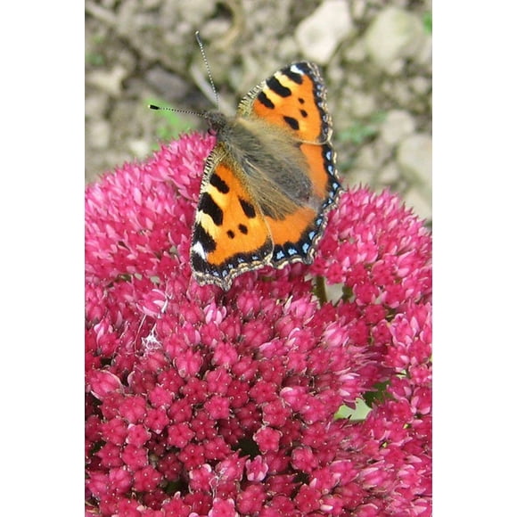 10 EMPEROR'S WAVE SEDUM Red Upright Telephium Succulent Flower Rock Garden Seeds