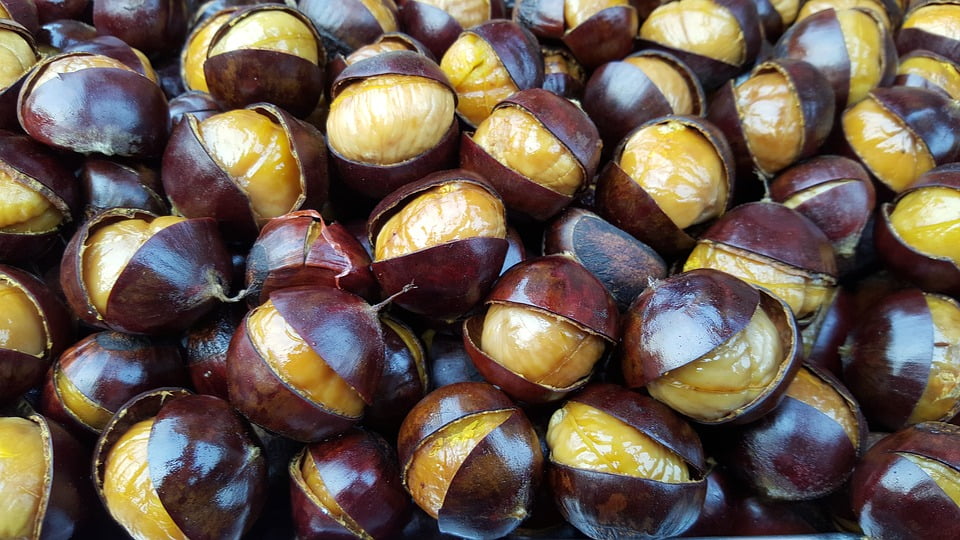 Fresh Chestnuts Roasted Chestnuts Chesnuts12 Inch By 18 Inch Laminated