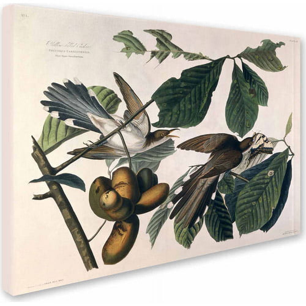 Trademark Fine Art "Yellow-Billed Cuckoo" Canvas Art by John James Audubon