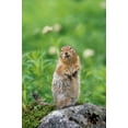thumbnail image 2 of Welling, Dave 11x14 White Modern Wood Framed Museum Art Print Titled - AK, Hatcher Pass Arctic ground squirrel on rock, 2 of 4