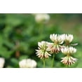 thumbnail image 2 of White Dutch Clover Seeds for Planting, Ground Cover, Lawn Alternative, Pasture, Forage (100,000 Seeds), 2 of 3