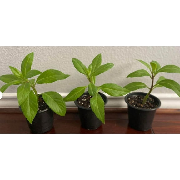 Longevity Spinach / Gynura procumbens, live plant, 1 count