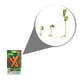 thumbnail image 2 of Semillas Zanahoria Vita, 2 of 5