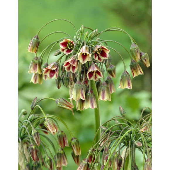 TASC Nectaroscrodrum Siculum