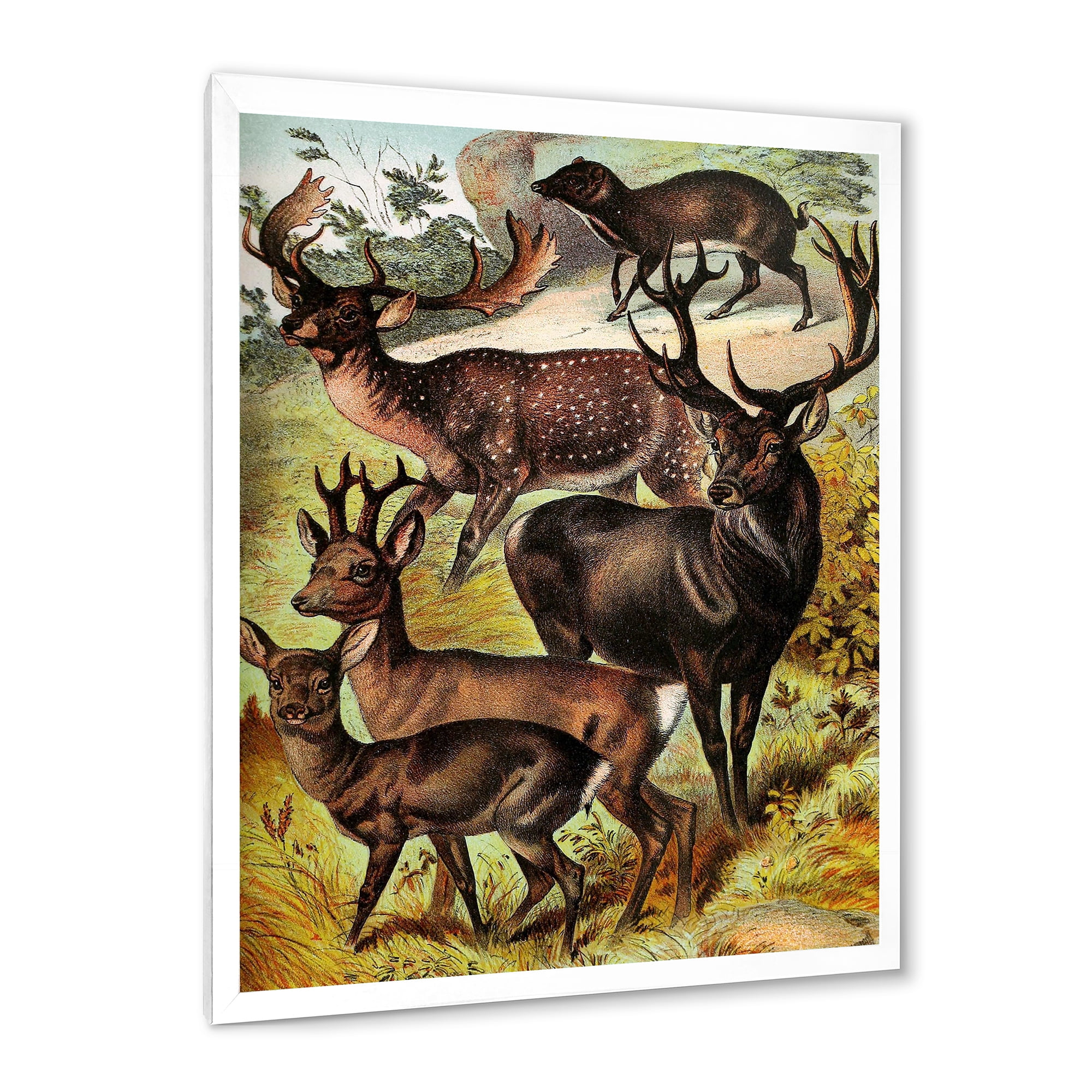 Designart 'Old-world Mammals I' Farmhouse Framed Art Print