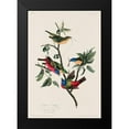 thumbnail image 2 of Audubon, John James 18x24 Black Modern Framed Museum Art Print Titled - Painted Finch, 2 of 5