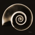 thumbnail image 2 of Koetsier, Albert 12x12 Black Ornate Wood Framed with Double Matting Museum Art Print Titled - Rams horn Snail Shell Sepia, 2 of 4