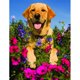 thumbnail image 1 of Taladro de pintura de diamante (DE4592) flor de perro 5D DIY bordado completo arte punto de cruz 50x70cm Hugtrwg Para estrenar, 1 of 1