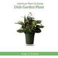 thumbnail image 7 of American Plant Exchange Dish Garden Plant with Pot Cover, Live Assorted Foliage, 6-Inch Pot, 7 of 7