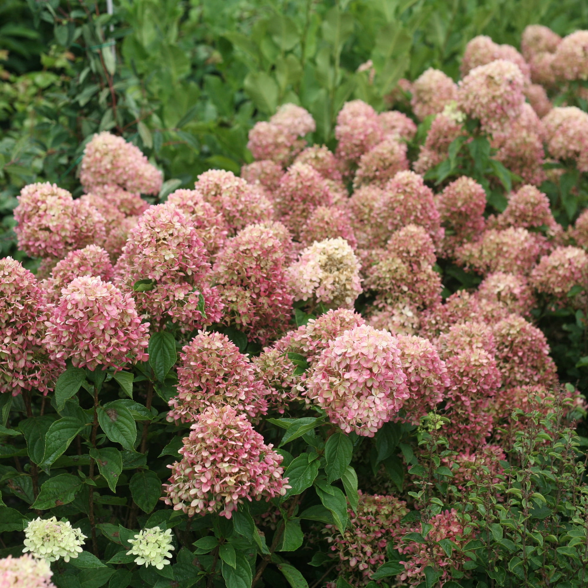 Proven Winners ColorChoice 6" Little Lime Panicle Hydrangea Live Plant in 7.5" Pot