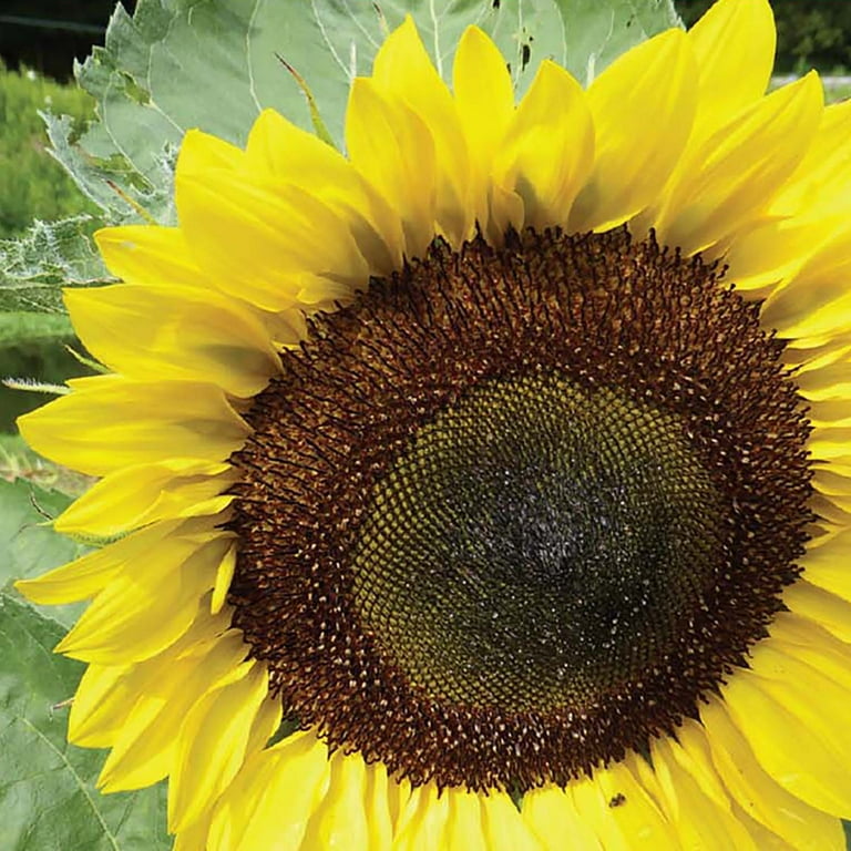 Ferry-Morse 1G Sunflower American Giant Hybrid Annual Flower Seeds Ferry-Morse 1G Sunflower American Giant Hybrid Annual Flower Seeds