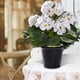 thumbnail image 4 of Plantas Artificiales En Maceta Para Exterior, Camelias Artificiales Para Decorar El Porche, Flores De Seda Realistas Para Macetas, 4 of 6