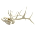thumbnail image 2 of Gothic Skull with Antlers Resin Sculpture, Creepy Halloween Skeleton Decor for Office Desk, Unique Home Decor Gift, 2 of 3