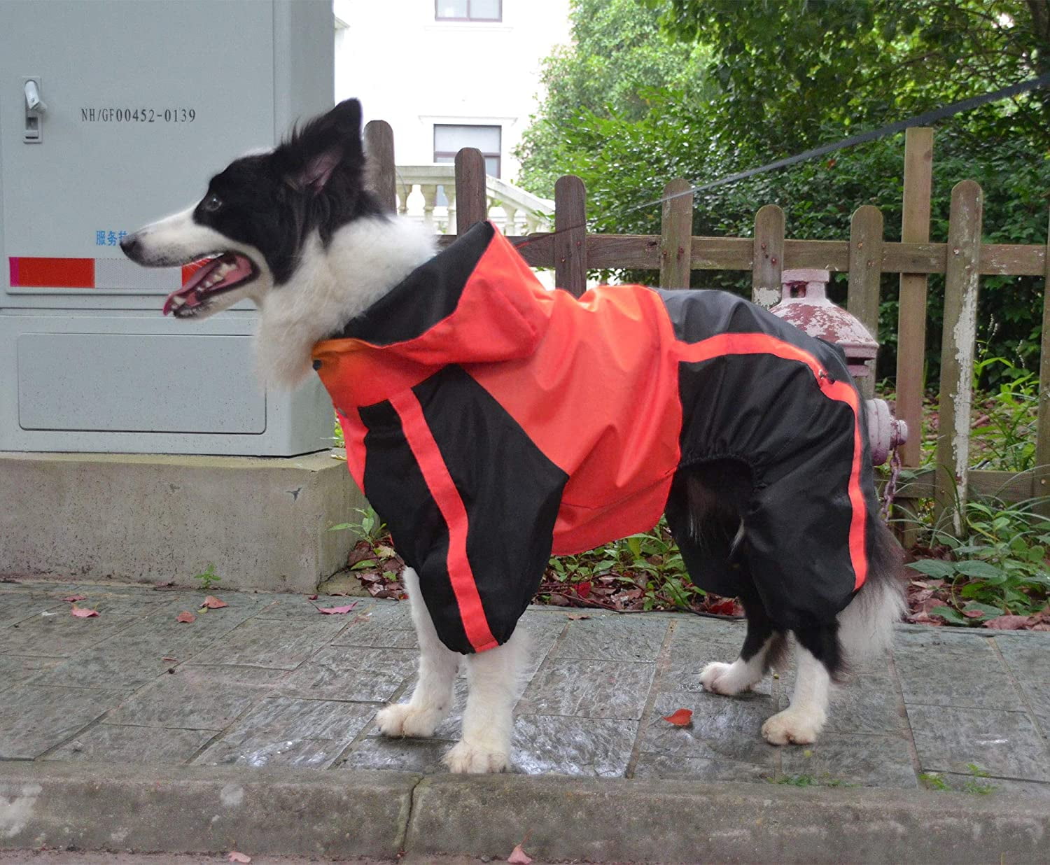 border collie raincoat