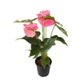 thumbnail image 1 of Anturio en maceta, 1 of 2