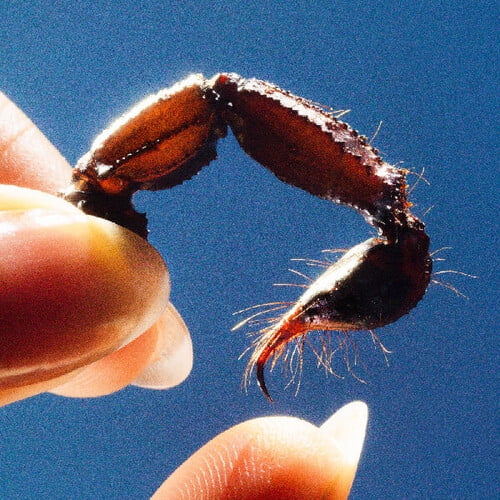 Squid - Cowards - Music & Performance - CD