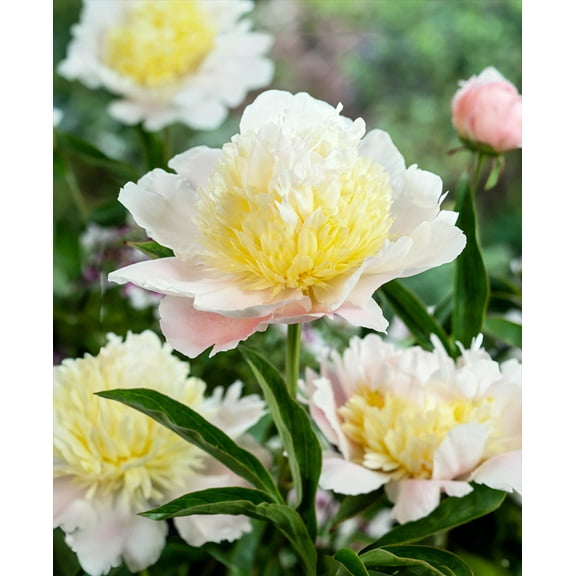 Primavere Peony - 1 root division