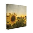thumbnail image 3 of Stupell Industries Warm Sunflower Field Summer Sunset Landscape,24 x 24,Designed by Ann Baily, 3 of 5